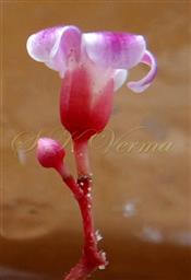  Flower (Lateral view)